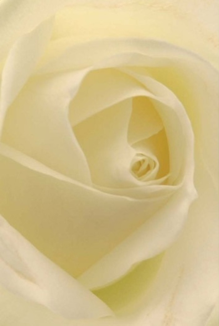 Seen up close, this classic white rose, arranged by a skilled florist near De Beauvoir Square, is a study in pure tranquility and refined taste. The interplay of soft, luminous cream and white shades within each petal suggests an inner light, as if the bloom glows from its very core-much like a gentle sunrise reflected across the windows of De Beauvoir's quiet terraces. Each layer is elegantly spiraled, demonstrating masterful floral design and the inherent wisdom of nature itself. The subtle transitions between matte outer petals and the creamy, pearl-like inner folds create a tapestry of texture, their presence both calming and uplifting. This flower's near-perfect geometry, along with the subtle interplay of shadow and light, conjures a sense of calm resilience ideal for romantic gestures, sincere apologies, or as a timeless centrepiece for weddings in the area. Its luminous freshness echoes the clean, morning air along De Beauvoir Road. While you cannot see the scent, an aura of soft, serene fragrance seems to float in the background, a testament to both natural beauty and the artistry of De Beauvoir's finest florists.